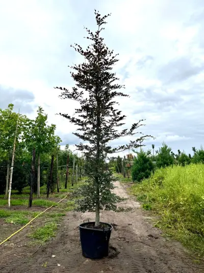 2x Rode beuk, Fagus 'Atropunicea', geveerd, roodbladig, ca. 5 m hoog – kavel bij Onlineveilingmeester, Ederveen