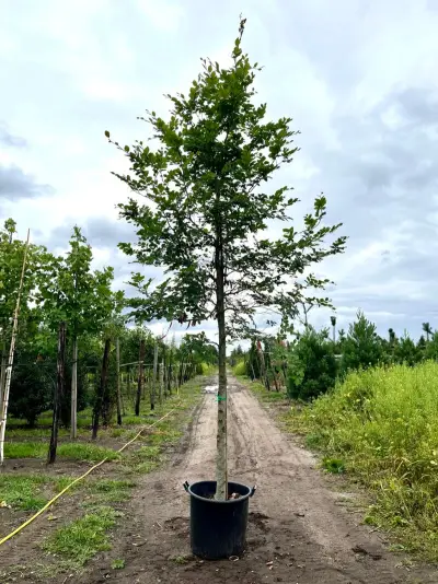 3x Beuk, Fagus Sylvatica, hoogstam, groenbladig, ca. 5 m hoog – kavel bij Onlineveilingmeester, Ederveen