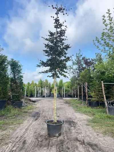 3x Rode beuk, Fagus 'Atropunicea', hoogstam, roodbladig, ca. 5 m hoog – kavel bij Onlineveilingmeester, Ederveen
