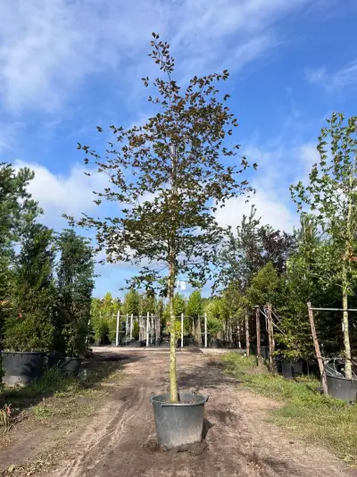 Rode beuk, Fagus 'Atropunicea', hoogstam, roodbladig, ca. 5-6 m hoog – kavel bij Onlineveilingmeester, Ederveen