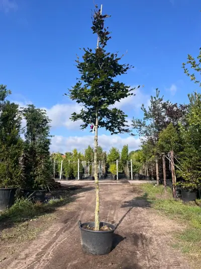 4x Rode beuk, Fagus 'Atropunicea', hoogstam, roodbladig, ca. 5 m hoog – kavel bij Onlineveilingmeester, Ederveen