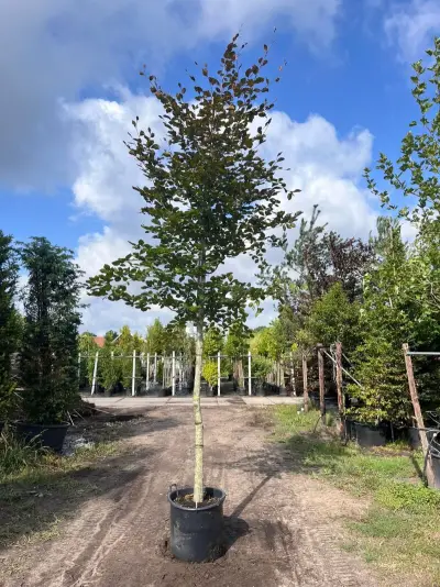 2x Rode beuk, Fagus 'Atropunicea', hoogstam, roodbladig, ca. 5-6 m hoog – kavel bij Onlineveilingmeester, Ederveen