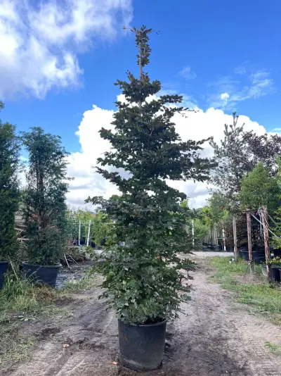 5x Rode beuk, Fagus 'Atropunicea', zuilvorm, roodbladig, ca. 4-5 m hoog – kavel bij Onlineveilingmeester, Ederveen