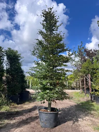 2x Rode beuk, Fagus 'Atropunicea', zuilvorm, roodbladig, ca. 5 m hoog – kavel bij Onlineveilingmeester, Ederveen