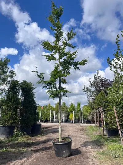 Beuk, Fagus Sylvatica, hoogstam, groenbladig, ca. 5-6 m hoog – kavel bij Onlineveilingmeester, Ederveen