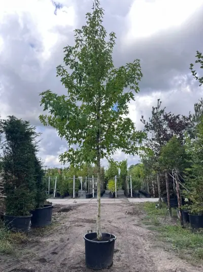Amberboom, Liquidambar Styraciflua, hoogstam, herfstverkleuring, ca. 5 m hoog – kavel bij Onlineveilingmeester, Ederveen