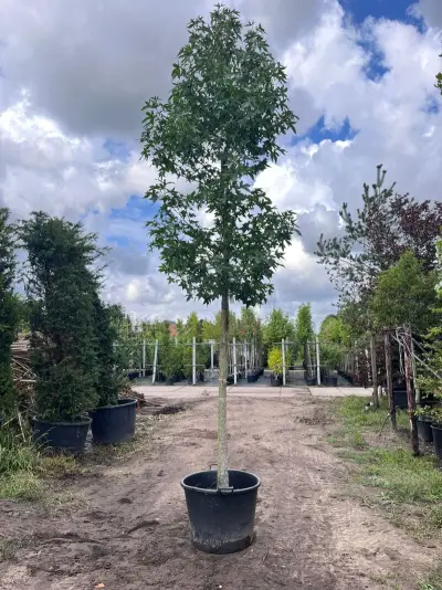 2x Amberboom, Liquidambar Styraciflua, hoogstam, herfstverkleuring, ca. 5 m hoog – kavel bij Onlineveilingmeester, Ederveen