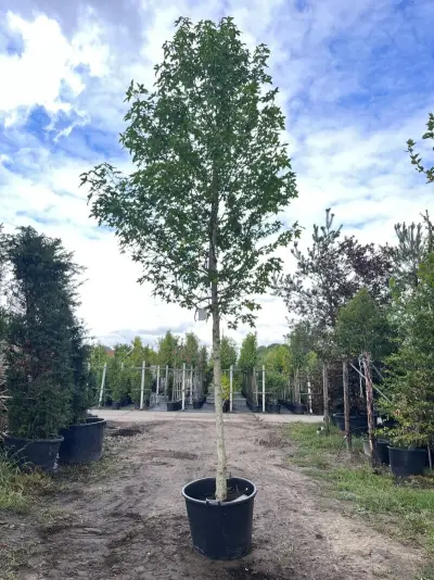 2x Amberboom, Liquidambar Styraciflua, hoogstam, herfstverkleuring, ca. 5-6 m hoog – kavel bij Onlineveilingmeester, Ederveen