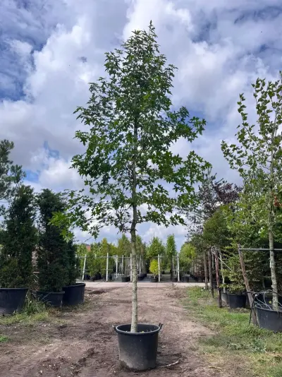 3x Amberboom, Liquidambar Styraciflua, hoogstam, herfstverkleuring, ca. 5 m hoog – kavel bij Onlineveilingmeester, Ederveen