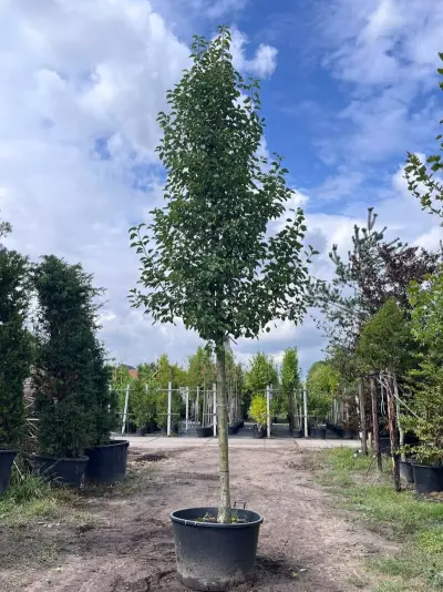2x Sierpeer, Pyrus 'Chanticleer', bloesemboom, witte bloesem, ca. 5 m hoog – kavel bij Onlineveilingmeester, Ederveen