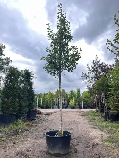 2x Sierpeer, Pyrus 'Chanticleer', bloesemboom, witte bloesem, ca. 4-5 m hoog – kavel bij Onlineveilingmeester, Ederveen