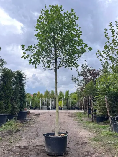 3x Amerikaanse tulpenboom, Liriodendron Tulipifera, hoogstam, gele herfstkleur, ca. 5 m hoog – kavel bij Onlineveilingmeester, Ederveen
