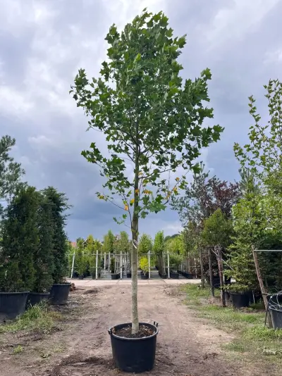Amerikaanse tulpenboom, Liriodendron Tulipifera, hoogstam, gele herfstkleur, ca. 5-6 m hoog – kavel bij Onlineveilingmeester, Ederveen