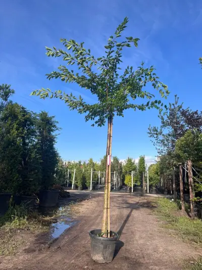 2x Yoshinokers, Prunus Yedoensis, bloesemboom, witte bloesem, ca. 220cm stamhoogte – kavel bij Onlineveilingmeester, Ederveen