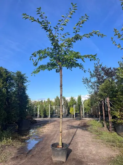 Yoshinokers, Prunus Yedoensis, bloesemboom, witte bloesem, ca. 220cm stamhoogte – kavel bij Onlineveilingmeester, Ederveen
