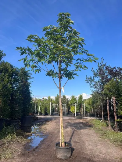 Indische paardenkastanje, Aesculus Indica, hoogstam, herfstverkleuring, ca. 4-5 m hoog – kavel bij Onlineveilingmeester, Ederveen