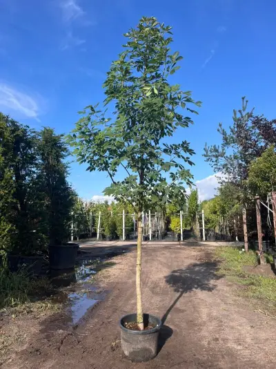 2x Indische paardenkastanje, Aesculus Indica, hoogstam, ca. 4-5 m hoog – kavel bij Onlineveilingmeester, Ederveen