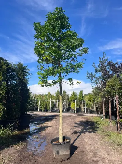 Ca. 10x Amberboom, Liquidambar Styraciflua, laanboom, Herfstverkleuring, ca. 5 m hoog – kavel bij Onlineveilingmeester, Ederveen