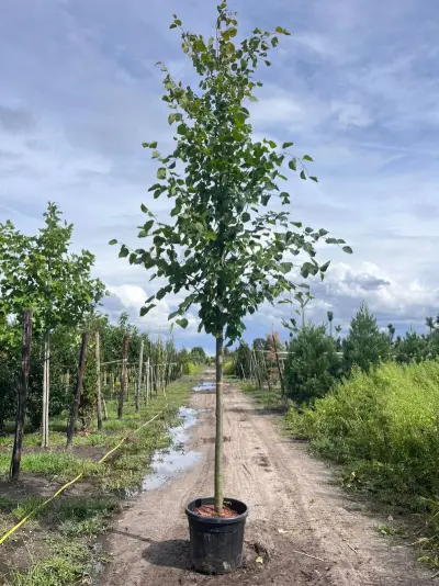 2x Koningslinde, Tilia 'Pallida', hoogstam, ca. 5 m hoog – kavel bij Onlineveilingmeester, Ederveen