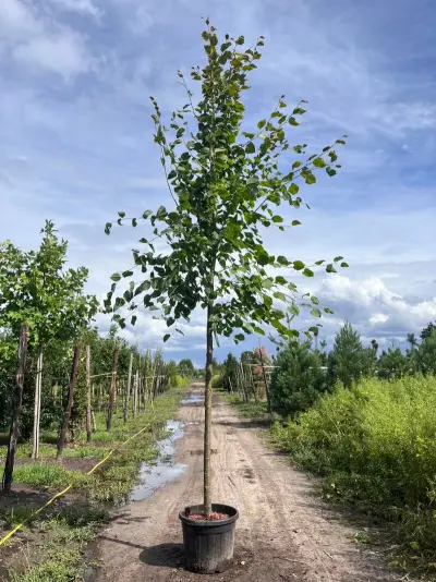 Koningslinde, Tilia 'Pallida', hoogstam, ca. 5 m hoog – kavel bij Onlineveilingmeester, Ederveen