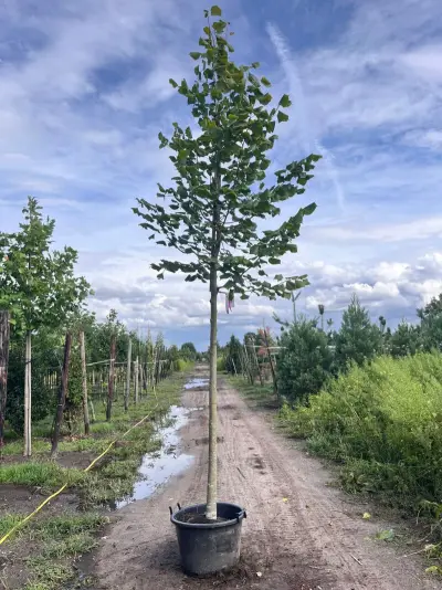 4x Koningslinde, Tilia Platyphyllos, hoogstam, ca. 5 m hoog – kavel bij Onlineveilingmeester, Ederveen