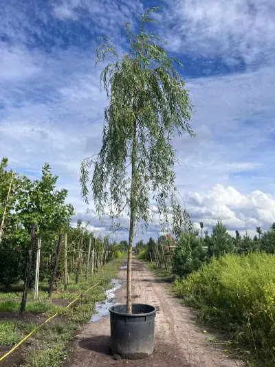 Treurwilg, Salix 'Chrysocoma', hoogstam, ca. 5-6 m hoog – kavel bij Onlineveilingmeester, Ederveen
