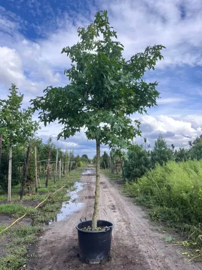 Amberboom, Liquidambar Styraciflua, dakvorm, herfstverkleuring, ca. 4-5 m hoog – kavel bij Onlineveilingmeester, Ederveen