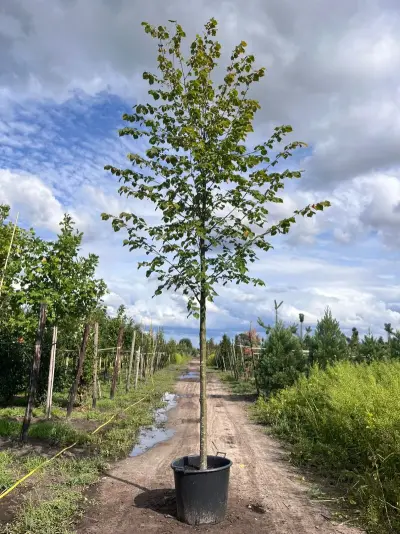 Ca. 10x Koningslinde, Tilia 'Pallida', laanboom, ca. 5 m hoog – kavel bij Onlineveilingmeester, Ederveen