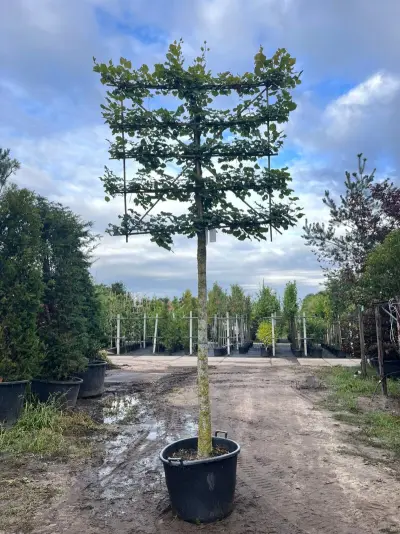 Koningslinde, Tilia 'Pallida', leiboom, ca. 200cm stamhoogte – kavel bij Onlineveilingmeester, Ederveen