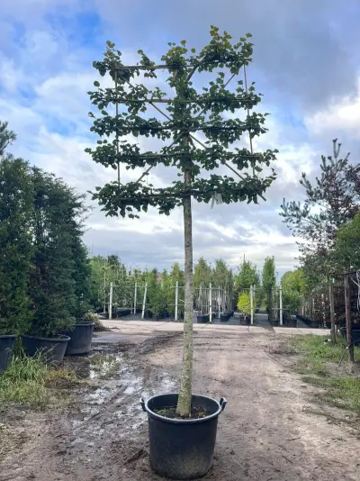 2x Winterlinde, Tilia Cordata, leiboom, ca. 200 cm stamhoogte – kavel bij Onlineveilingmeester, Ederveen