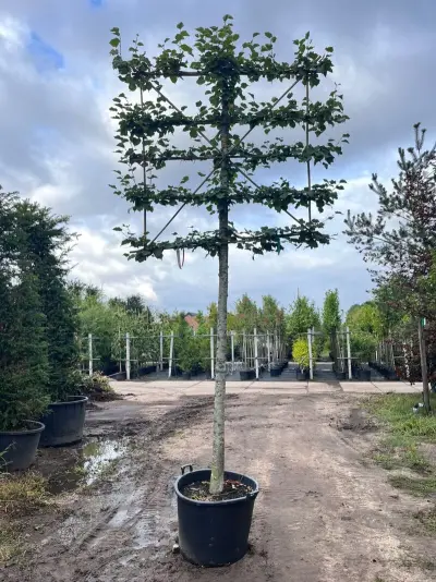 4x Winterlinde, Tilia Cordata, leiboom, ca. 200 cm stamhoogte – kavel bij Onlineveilingmeester, Ederveen