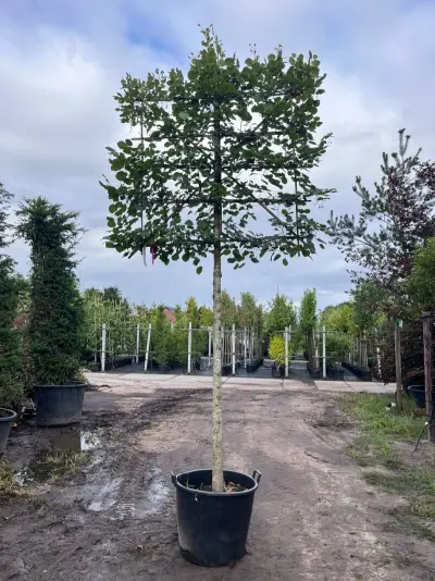 3x Koningslinde, Tilia 'Pallida', leiboom, ca. 200 cm stamhoogte – kavel bij Onlineveilingmeester, Ederveen