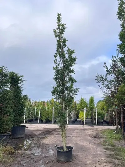 3x Moeraseik, Quercus Green Pillar, zuilboom, ca. 5 m hoog – kavel bij Onlineveilingmeester, Ederveen