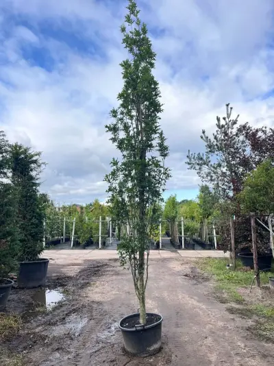 2x Moeraseik, Quercus Green Pillar, zuilboom, ca. 5 m hoog – kavel bij Onlineveilingmeester, Ederveen