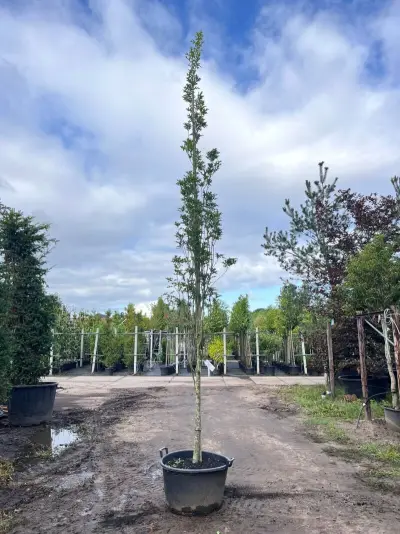 Moeraseik, Quercus Green Pillar, zuilboom, ca. 4-5 m hoog – kavel bij Onlineveilingmeester, Ederveen