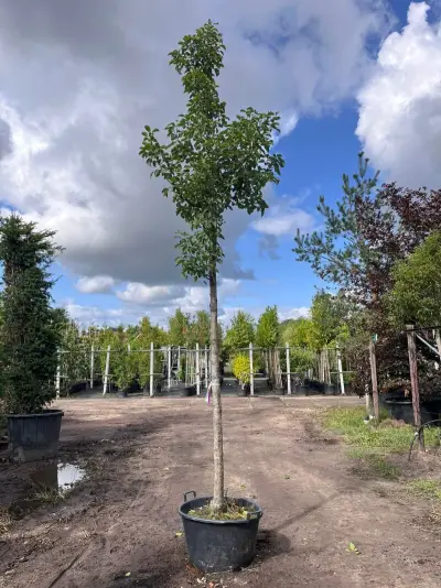 2x Sierpeer, Pyrus 'Chanticleer', bloesemboom, witte bloesem, ca. 4-5 m hoog – kavel bij Onlineveilingmeester, Ederveen