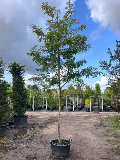 Valse Christusdoorn, Gleditsia 'Sunburst', hoogstam, geelgroen blad, ca. 4-5 m hoog – kavel bij Onlineveilingmeester, Ederveen