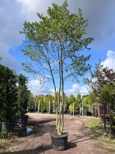 Zwarte els, Alnus Glutinosa, meerstammig, ca. 6 m hoog – kavel bij Onlineveilingmeester, Ederveen