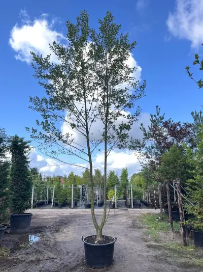 2x Zwarte els, Alnus Glutinosa, meerstammig, ca. 6 m hoog – kavel bij Onlineveilingmeester, Ederveen