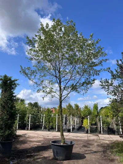Zwarte els, Alnus Glutinosa, hoogstam, ca. 6 m hoog – kavel bij Onlineveilingmeester, Ederveen