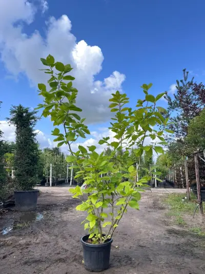 2x Beverboom, Magnolia 'Yellow River', meerstammig, Zachtgele bloei, ca. 200-250 cm hoog – kavel bij Onlineveilingmeester, Ederveen