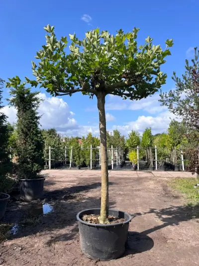 3x Plataan, Platanus Hispanica, dakboom, ca. 225 cm stamhoogte – kavel bij Onlineveilingmeester, Ederveen