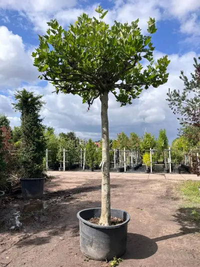 Plataan, Platanus Hispanica, dakboom, ca. 225 cm stamhoogte – kavel bij Onlineveilingmeester, Ederveen