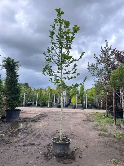 Japanse magnolia, Magnolia Kobus, bloesemboom, witte bloei, ca. 4 m hoog – kavel bij Onlineveilingmeester, Ederveen