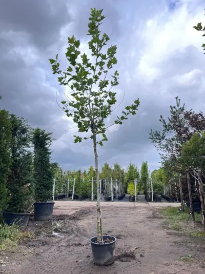 Plataan, Platanus Hispanica, hoogstam, ca. 5 m hoog – kavel bij Onlineveilingmeester, Ederveen