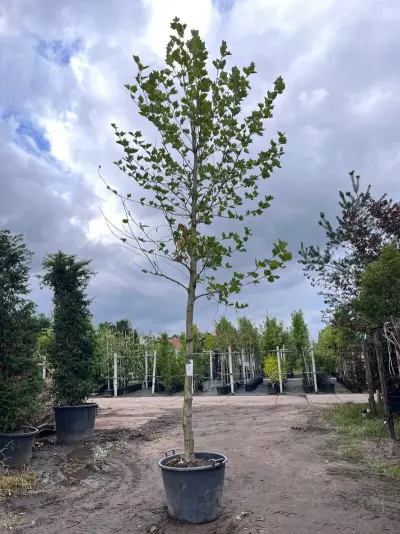 Plataan, Platanus Hispanica, hoogstam, ca. 6 m hoog – kavel bij Onlineveilingmeester, Ederveen