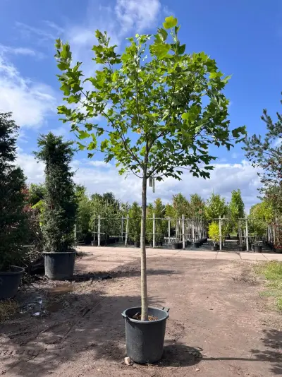 Amerikaanse tulpenboom, Liriodendron Tulipifera, bolvorm, gele herfstkleur, ca. 4-5 m hoog – kavel bij Onlineveilingmeester, Ederveen