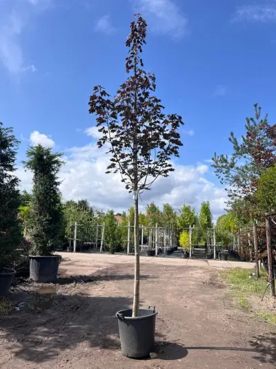 Noorse esdoorn, Acer 'Royal Red', hoogstam, roodbladig, ca. 4-5 m hoog – kavel bij Onlineveilingmeester, Ederveen