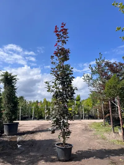 2x Noorse esdoorn, Acer 'Crimson Sentry', zuilvorm, roodbladig, ca. 4-5 m hoog – kavel bij Onlineveilingmeester, Ederveen