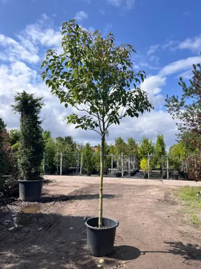 Pindakaasboom, Clerodendrum 'Purple Blaze', bloesemboom, witte/rode bloei, ca. 4 m hoog – kavel bij Onlineveilingmeester, Ederveen
